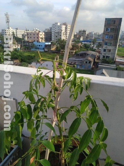 Roof top plants with gardening soil & appropriate drum
